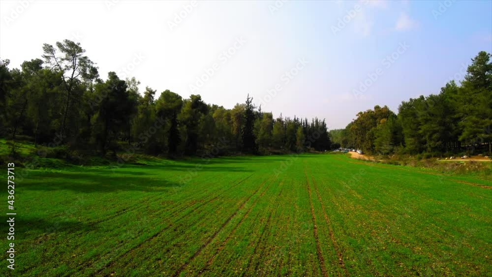 Aerial: Green Grass On Filed Amidst Trees Against Sky, Drone Flying On Sunny Day - Ben Shemen, Israel Aerial: Green Grass On Filed Amidst Trees Against Sky, Drone Flying On Sunny Day - Ben Shemen, Israel