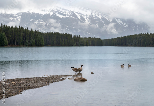 Two pair of Canada geese in the rain at Two Jack Lake in Banff National Park, Alberta, Canada