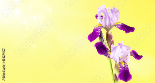 Beautiful blue fleur-de-lis, Iris flower on abstract yellow background. Panoramic. photo