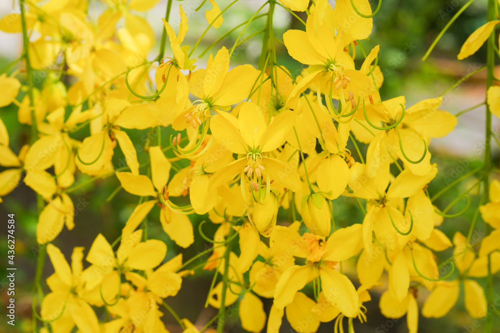 Cassia fistula is called golden shower, purging cassia, Indian laburnum ...
