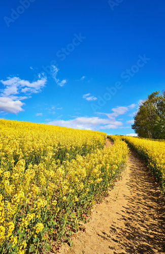 Vertical view of a path through a yellow rapeseed field under a blue sky with white clouds.