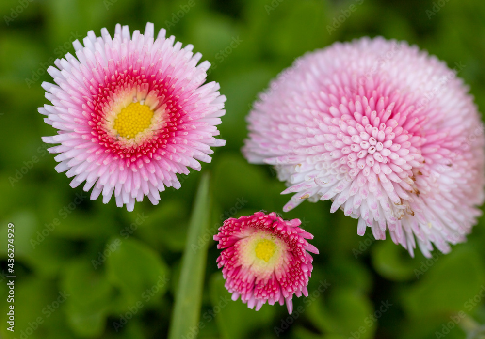 Thousand-beautiful flowers with different pink sands and yellow tones Thousand-beautiful flowers with different pink sands and yellow tones