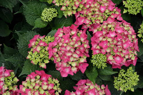 Wallpaper Mural アジサイ 2　ピンク Torontodigital.ca