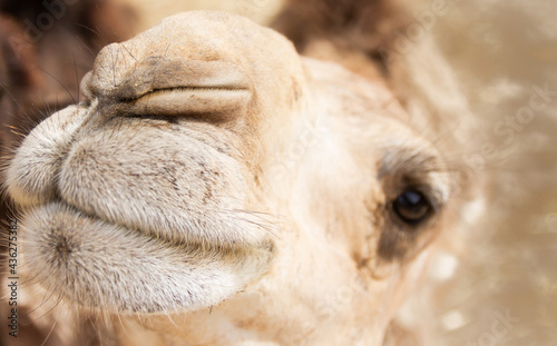 Morro camello photo