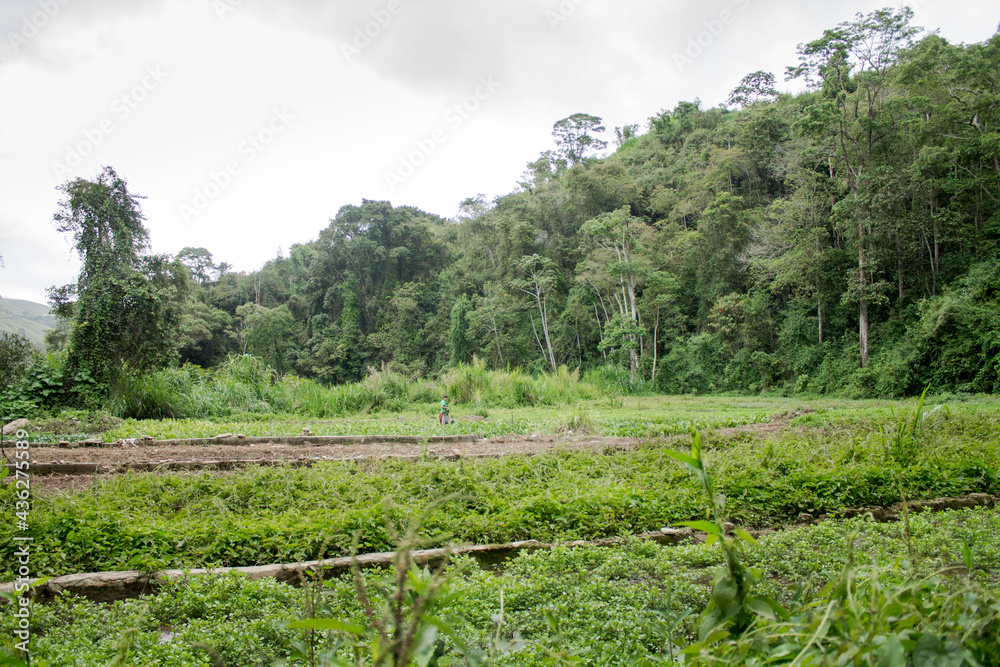 Landscape and fields in tropical mountains