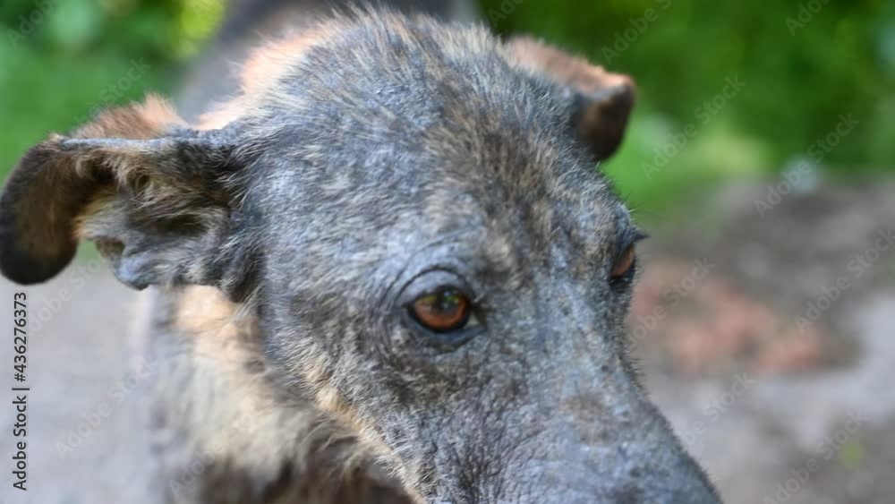 Street dog with skin disease. Poor neglected dog with skin problems. Sad abandoned dog hair loss caused by infection. Street dog with skin disease. Poor neglected dog with skin problems. Sad abandoned dog hair loss caused by infection.