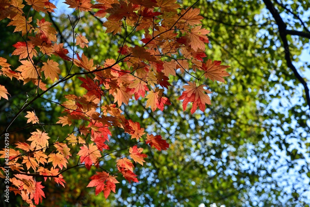 豊平峡ダムでみたカラフルなカエデの紅葉@北海道 豊平峡ダムでみたカラフルなカエデの紅葉@北海道