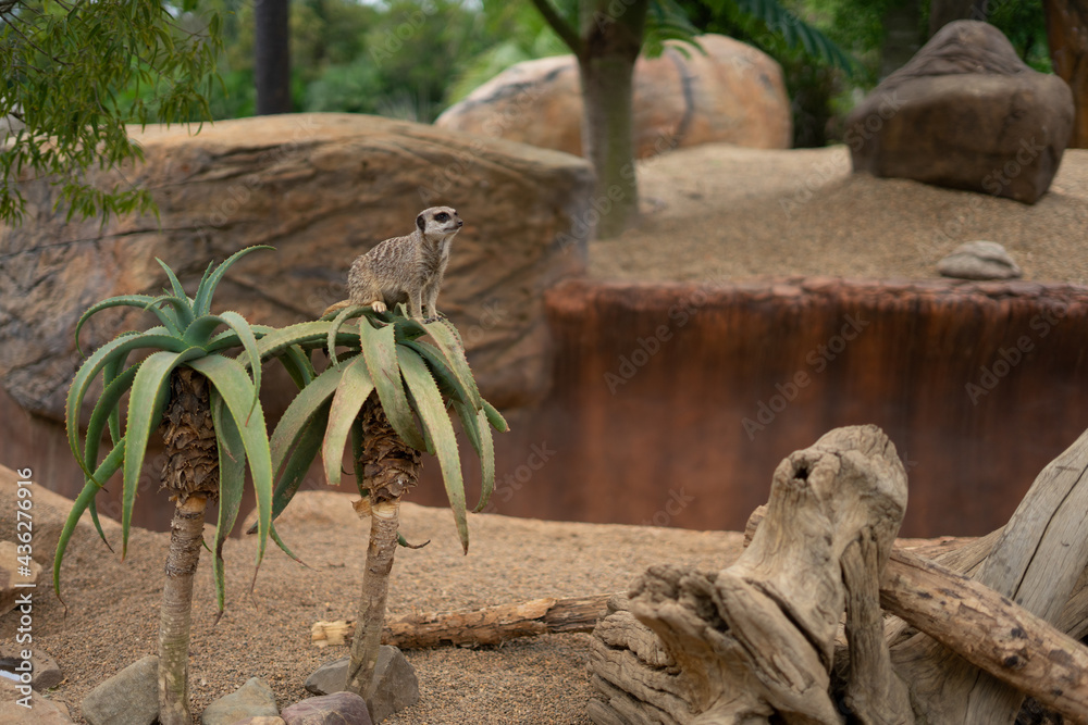 meerkat