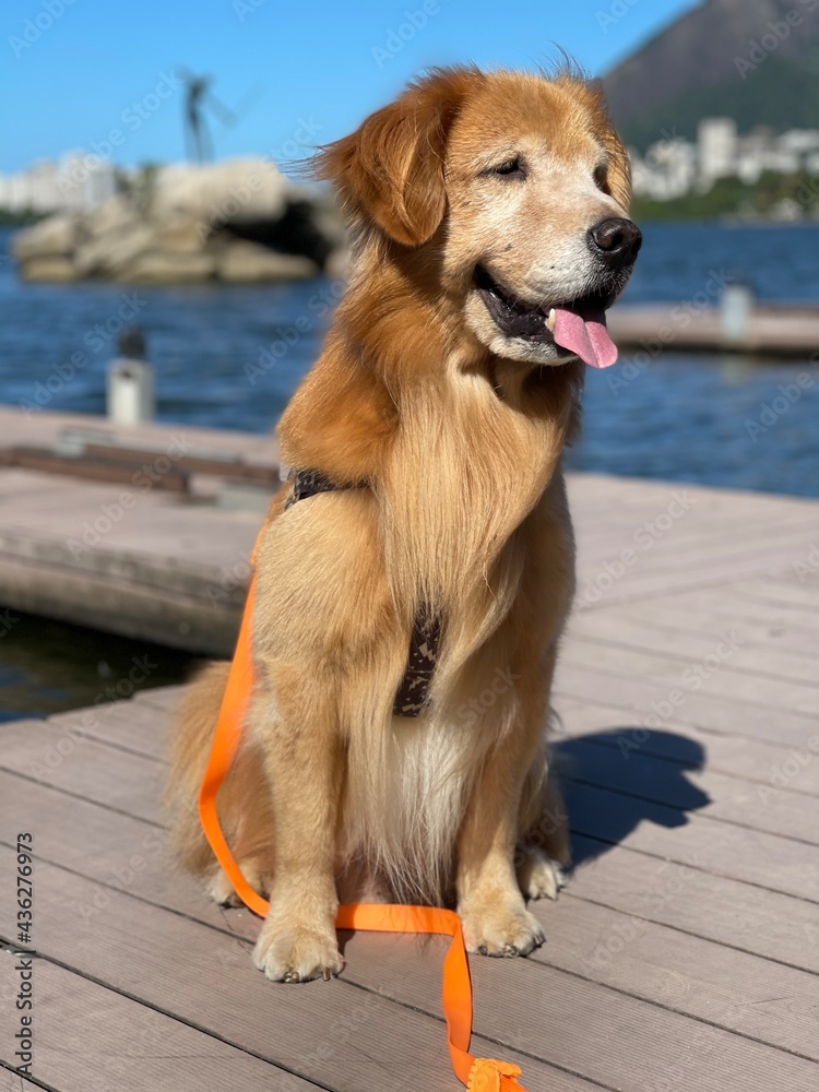 dog on the beach