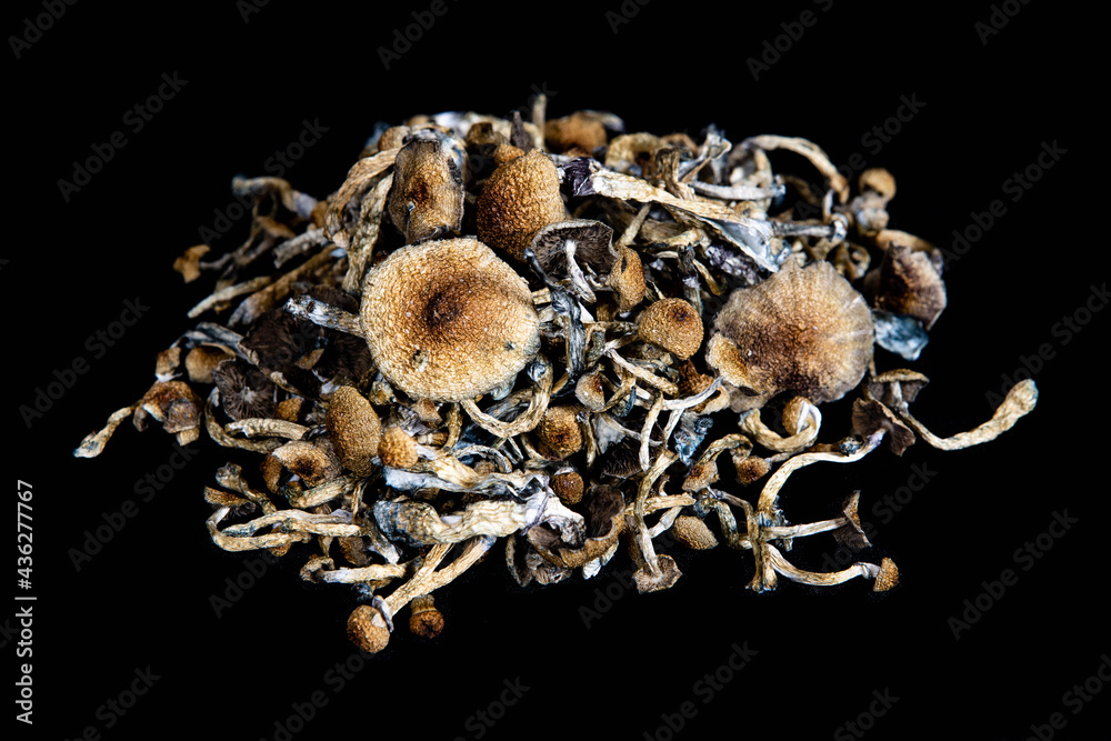 Psychedelic Magic Mushrooms of the genus Psilocybe Cubensis for