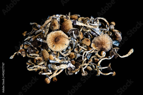 Psychedelic Magic Mushrooms of the genus Psilocybe Cubensis for treatment of mental health problems like PTSD, depression and anxiety