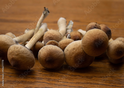 Psychedelic Magic Mushrooms of the genus Psilocybe Cubensis for treatment of mental health problems like PTSD, depression and anxiety