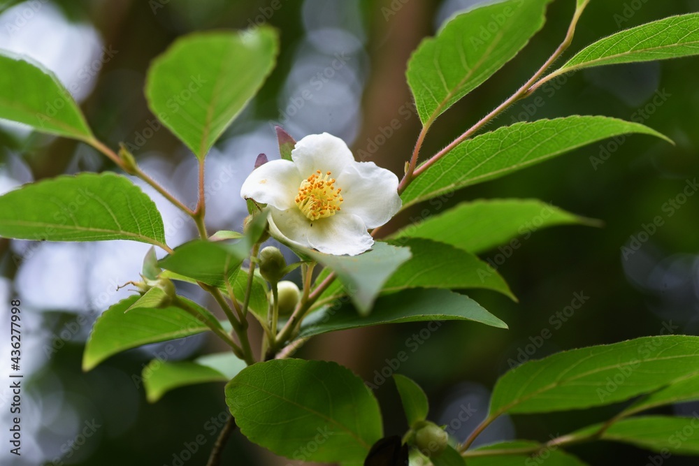 Fototapeta premium Stewartia monadelpha blossoms. Theaceae deciduous tree.