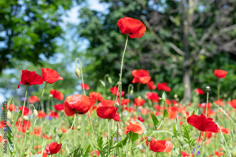 Obraz premium Field poppies