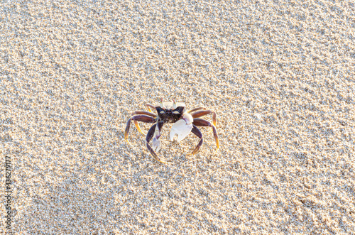 male ghost crab on the beach