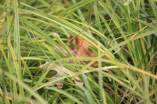 Left Hidden in the Tall Grass © Caroline