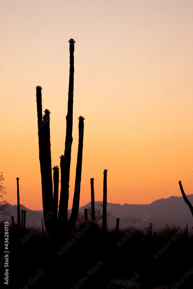 Sunset at Saguaro National Park
