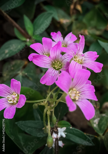 pink and white flowers