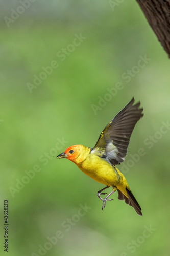 Western Tanager in Fight © Tom
