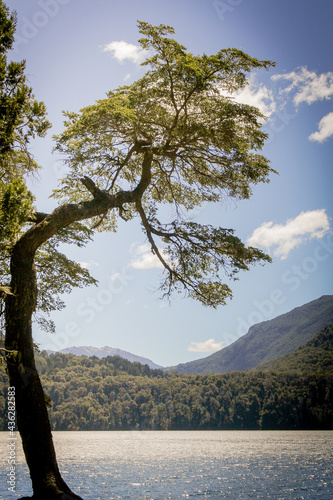Tree with lake and mountains landscape, in Rio Negro, Patagonia Argentina 