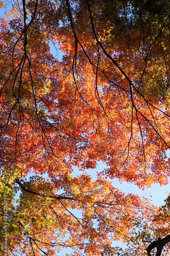 京都金福寺の紅葉風景 京都金福寺の紅葉風景