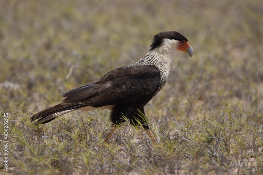 Obraz premium Crested caracara on Caribbean Island