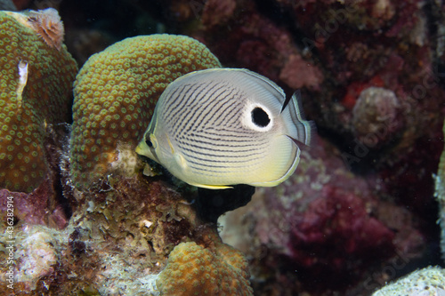 Foureye Butterflyfish on Caribbean Coral Reef