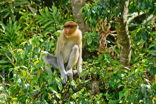 Male proboscis (long-nosed) monkey sitting in tree, Sabah (Borneo), Malaysia