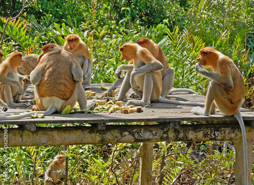 Group of proboscis (long-nosed) monkeys eating on feeding platform, Labuk Bay Proboscis Monkey Sanctuary, Sandakan, Sabah (Borneo), Malaysia
