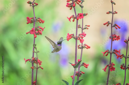 Black-chinned Hummingbird Archilocus alexandri Feeding on a Penstemon Flower  photo
