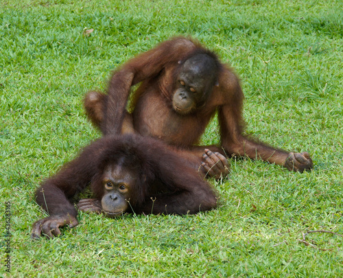 Young Bornean orangutans 