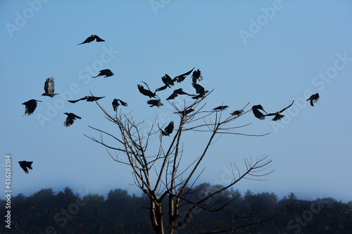 A murder of crows on a dead tree against blue sky.