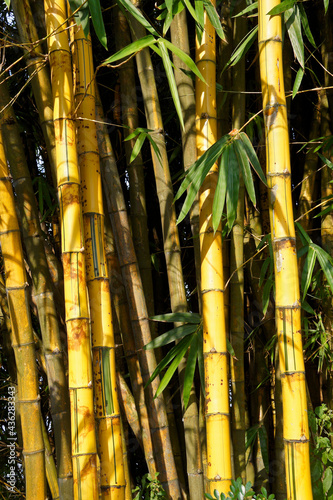 Bamboo in late-afternoon light