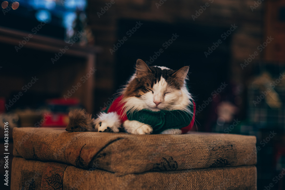 cat on the couch in sweater
