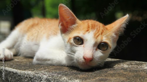Little cat looking in outside