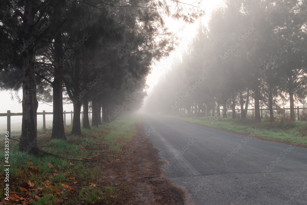 Foggy morning on the road with line of trees Foggy morning on the road with line of trees