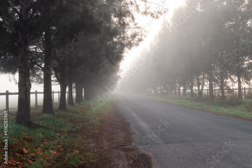 Foggy morning on the road with line of trees