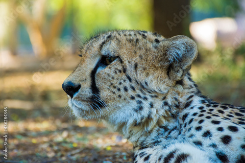 Canvas Print cheetah