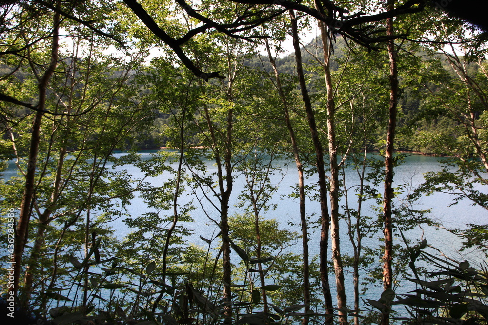 Obraz premium 志賀高原の夏。大沼池：志賀高原最大の沼。