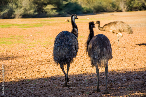 Emu photo