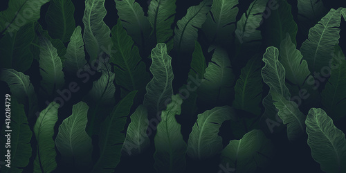 .Hand drawn background with exotic tropical leaves. Horizontal banana leaves banner in dark green colors. Backdrop with copy space..