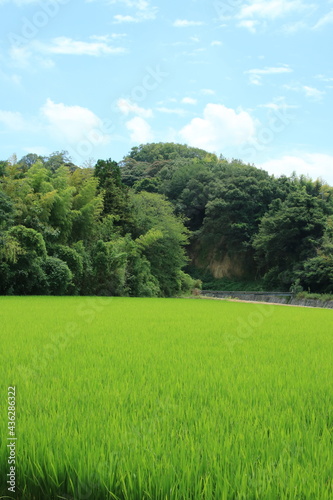 日本の夏の風景 兵庫県神戸市郊外の田んぼの稲穂