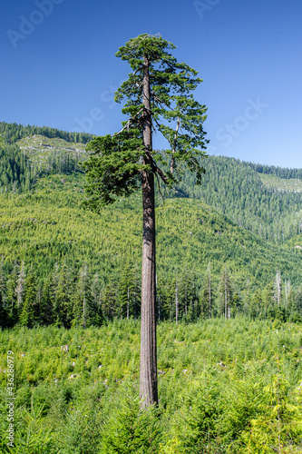 Old Growth Forest on Vancouver Island
