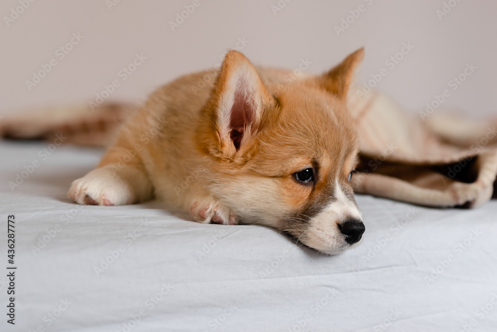 Pembroke Welsh  Cute little sleepy Corgi puppy is lying on the couch. Top horizontal view copyspace  pet taking care and adoption concept. Beautiful fluffy and furry puppy.