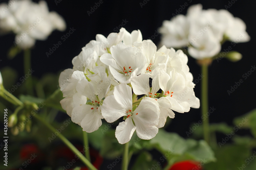Fototapeta premium Large flowers of white pelargonium. Geranium. Floriculture. Home flowers.