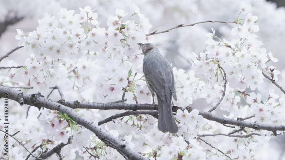 Brown-eared Bulbul Perch On Branch Of Sakura Blossom While Drinking Nectar Of Flower In Tokyo, Japan. - close up Brown-eared Bulbul Perch On Branch Of Sakura Blossom While Drinking Nectar Of Flower In Tokyo, Japan. - close up