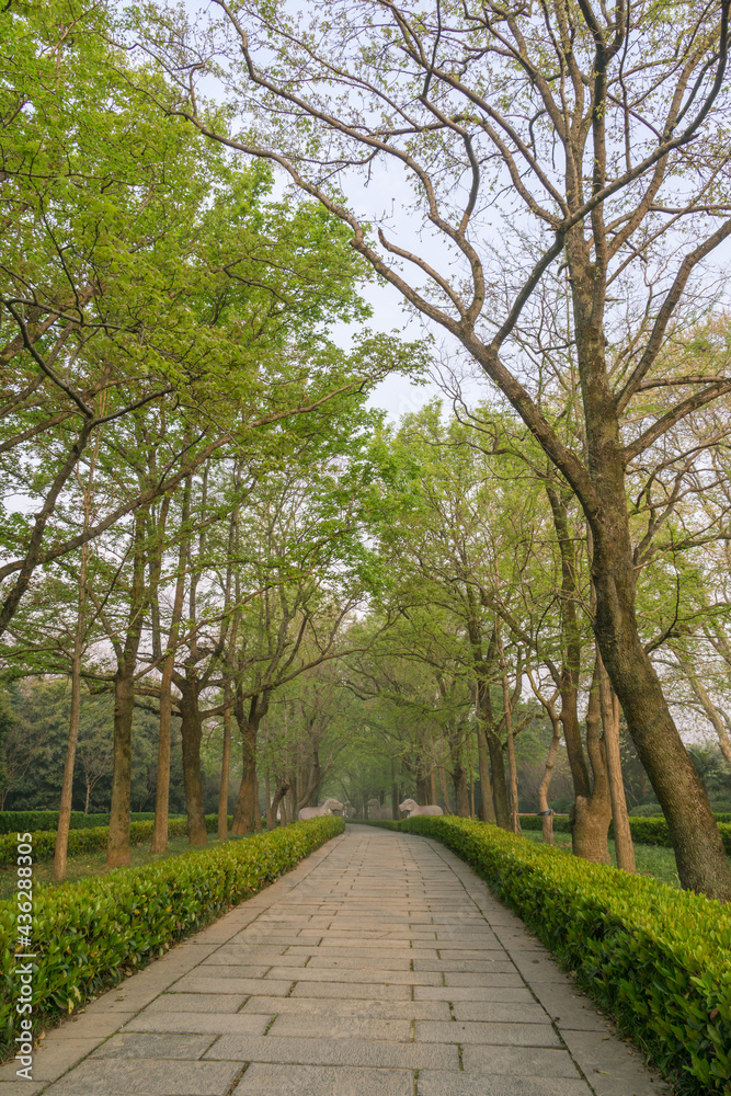 Ming Xiaoling scenic spot in Nanjing, China, with cherry blossoms in full bloom in spring. Ming Xiaoling scenic spot in Nanjing, China, with cherry blossoms in full bloom in spring.