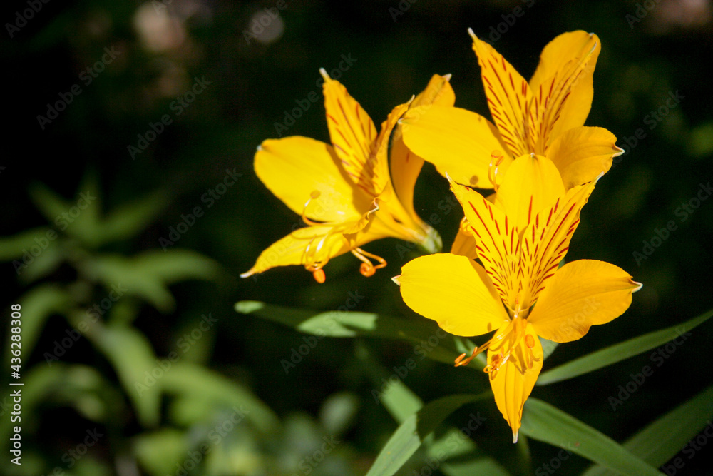 Fototapeta premium Alstroemeria patagonica, yellow flower in the garden
