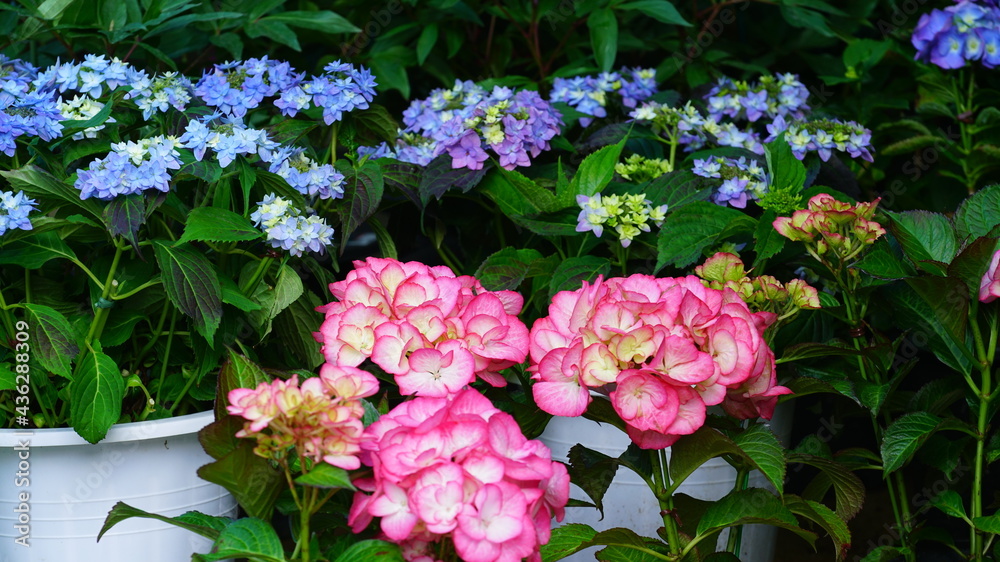 Naklejka premium 꽃집에 진열된 수국꽃
