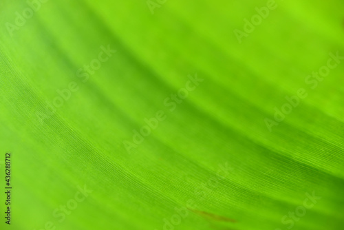 banana leaf texture in close up photos, photo macro, focus selection, can be used as background and wallpaper